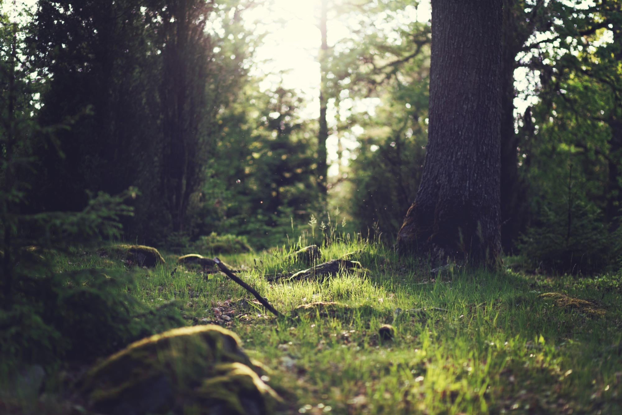Grass in the forest floor