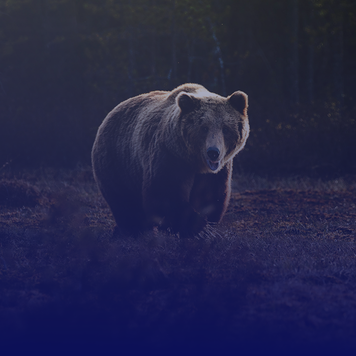 SOLUTIONS_bear_square