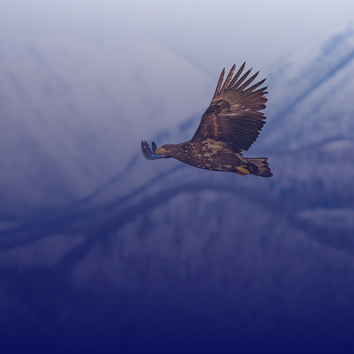 SOLUTIONS_eagle