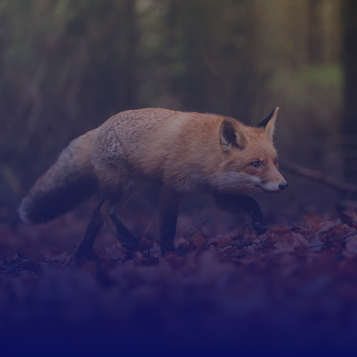 SOLUTIONS_fox_square