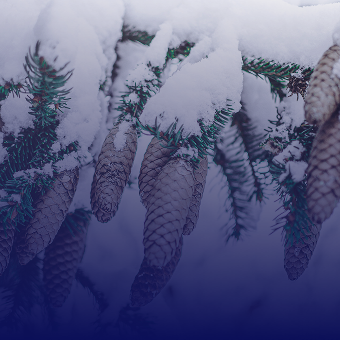SOLUTIONS_pine_cones_square