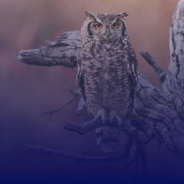 SOLUTIONS_owl_square
